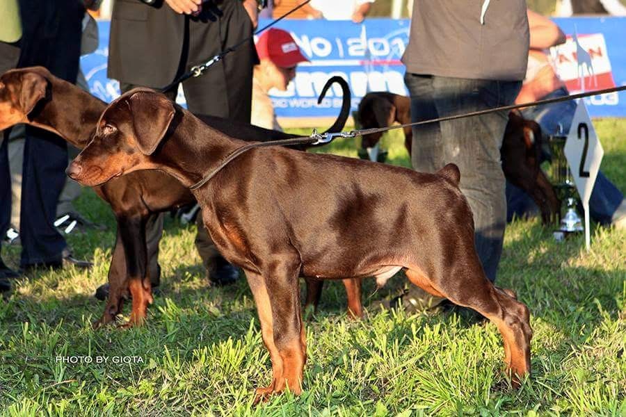 secereli doberman